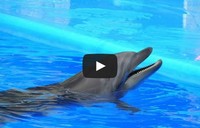 Odessa delfinarium - występ delfinów