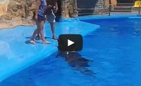 Pływanie na delfinach - delfinarium w Odessie